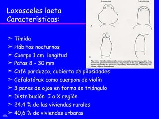 Loxosceles laeta
 Características:

  ¢ Tímida
  ¢ Hábitos nocturnos
  ¢ Cuerpo 1 cm longitud
  ¢ Patas 8 - 30 mm
  ¢ Café parduzco, cubierta de pilosidades
  ¢ Cefalotórax como cuerpom de violín
  ¢ 3 pares de ojos en forma de triángulo
  ¢ Distribución I a X región
    ¢ 24.4 % de las viviendas rurales
thb.
    ¢ 40,6 % de viviendas urbanas
 