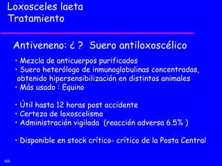 Loxosceles laeta
 Tratamiento

       Antiveneno: ¿ ? Suero antiloxoscélico
       • Mezcla de anticuerpos purificados
       • Suero heterólogo de inmunoglobulinas concentradas,
        obtenido hipersensibilización en distintos animales
       • Más usado : Equino

       • Útil hasta 12 horas post accidente
       • Certeza de loxoscelismo
       • Administración vigilada (reacción adversa 6.5% )

       • Disponible en stock crítico- crítico de la Posta Central

thb.
 