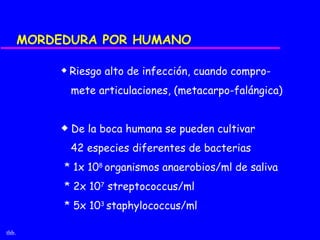 MORDEDURA POR HUMANO

            x   Riesgo alto de infección, cuando compro-
                mete articulaciones, (metacarpo-falángica)


            x   De la boca humana se pueden cultivar
                42 especies diferentes de bacterias
            * 1x 108 organismos anaerobios/ml de saliva
            * 2x 107 streptococcus/ml
            * 5x 103 staphylococcus/ml

thb.
 