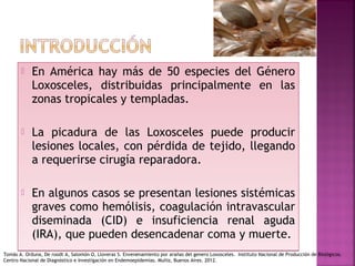  En América hay más de 50 especies del Género
Loxosceles, distribuidas principalmente en las
zonas tropicales y templadas.
 La picadura de las Loxosceles puede producir
lesiones locales, con pérdida de tejido, llegando
a requerirse cirugía reparadora.
 En algunos casos se presentan lesiones sistémicas
graves como hemólisis, coagulación intravascular
diseminada (CID) e insuficiencia renal aguda
(IRA), que pueden desencadenar coma y muerte.
 En América hay más de 50 especies del Género
Loxosceles, distribuidas principalmente en las
zonas tropicales y templadas.
 La picadura de las Loxosceles puede producir
lesiones locales, con pérdida de tejido, llegando
a requerirse cirugía reparadora.
 En algunos casos se presentan lesiones sistémicas
graves como hemólisis, coagulación intravascular
diseminada (CID) e insuficiencia renal aguda
(IRA), que pueden desencadenar coma y muerte.
Tomás A. Orduna, De roodt A, Salomón O, Lloveras S. Envenenamiento por arañas del genero Loxosceles. Instituto Nacional de Producción de Biológicos.
Centro Nacional de Diagnóstico e Investigación en Endemoepidemias. Muñiz, Buenos Aires. 2012.
 
