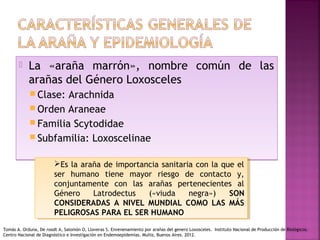  La «araña marrón», nombre común de las
arañas del Género Loxosceles
 Clase: Arachnida
 Orden Araneae
 Familia Scytodidae
 Subfamilia: Loxoscelinae
 La «araña marrón», nombre común de las
arañas del Género Loxosceles
 Clase: Arachnida
 Orden Araneae
 Familia Scytodidae
 Subfamilia: Loxoscelinae
Es la araña de importancia sanitaria con la que el
ser humano tiene mayor riesgo de contacto y,
conjuntamente con las arañas pertenecientes al
Género Latrodectus («viuda negra») SON
CONSIDERADAS A NIVEL MUNDIAL COMO LAS MÁS
PELIGROSAS PARA EL SER HUMANO
Es la araña de importancia sanitaria con la que el
ser humano tiene mayor riesgo de contacto y,
conjuntamente con las arañas pertenecientes al
Género Latrodectus («viuda negra») SON
CONSIDERADAS A NIVEL MUNDIAL COMO LAS MÁS
PELIGROSAS PARA EL SER HUMANO
Tomás A. Orduna, De roodt A, Salomón O, Lloveras S. Envenenamiento por arañas del genero Loxosceles. Instituto Nacional de Producción de Biológicos.
Centro Nacional de Diagnóstico e Investigación en Endemoepidemias. Muñiz, Buenos Aires. 2012.
 