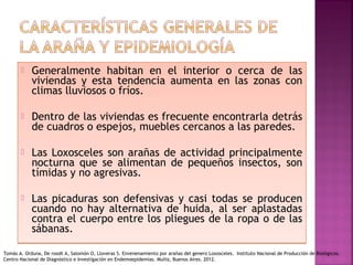  Generalmente habitan en el interior o cerca de las
viviendas y esta tendencia aumenta en las zonas con
climas lluviosos o fríos.
 Dentro de las viviendas es frecuente encontrarla detrás
de cuadros o espejos, muebles cercanos a las paredes.
 Las Loxosceles son arañas de actividad principalmente
nocturna que se alimentan de pequeños insectos, son
tímidas y no agresivas.
 Las picaduras son defensivas y casi todas se producen
cuando no hay alternativa de huida, al ser aplastadas
contra el cuerpo entre los pliegues de la ropa o de las
sábanas.
 Generalmente habitan en el interior o cerca de las
viviendas y esta tendencia aumenta en las zonas con
climas lluviosos o fríos.
 Dentro de las viviendas es frecuente encontrarla detrás
de cuadros o espejos, muebles cercanos a las paredes.
 Las Loxosceles son arañas de actividad principalmente
nocturna que se alimentan de pequeños insectos, son
tímidas y no agresivas.
 Las picaduras son defensivas y casi todas se producen
cuando no hay alternativa de huida, al ser aplastadas
contra el cuerpo entre los pliegues de la ropa o de las
sábanas.
Tomás A. Orduna, De roodt A, Salomón O, Lloveras S. Envenenamiento por arañas del genero Loxosceles. Instituto Nacional de Producción de Biológicos.
Centro Nacional de Diagnóstico e Investigación en Endemoepidemias. Muñiz, Buenos Aires. 2012.
 