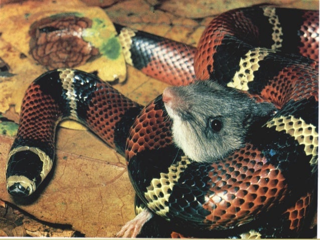 Mordedura De Serpiente