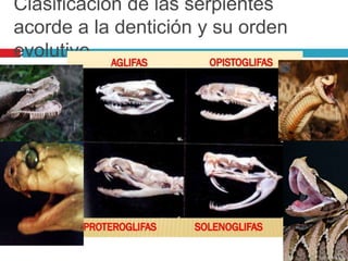 Clasificación de las serpientes
acorde a la dentición y su orden
evolutivo
 
