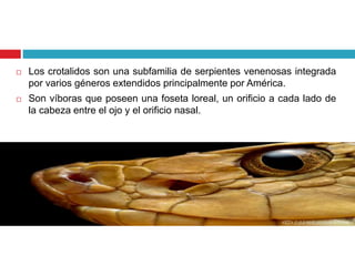  Los crotalidos son una subfamilia de serpientes venenosas integrada
por varios géneros extendidos principalmente por América.
 Son víboras que poseen una foseta loreal, un orificio a cada lado de
la cabeza entre el ojo y el orificio nasal.
 