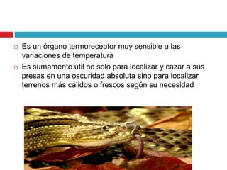  Es un órgano termoreceptor muy sensible a las
variaciones de temperatura
 Es sumamente útil no solo para localizar y cazar a sus
presas en una oscuridad absoluta sino para localizar
terrenos más cálidos o frescos según su necesidad
 