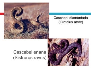 Cascabel enana
(Sistrurus ravus)
Cascabel diamantada
(Crotalus atrox)
 