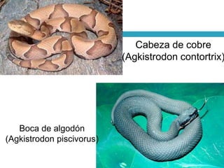 Boca de algodón
(Agkistrodon piscivorus)
Cabeza de cobre
(Agkistrodon contortrix)
 