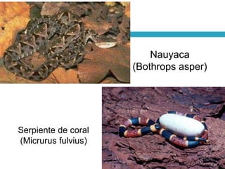 Serpiente de coral
(Micrurus fulvius)
Nauyaca
(Bothrops asper)
 