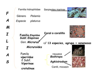 c/ 13 especies, agrupa + venenosas
Familia hidrophiidae Serpientes marinas
Género Pelamis
Especie platurus
Familia Elapidae
Gen. Micrurus
Micruroides
Subf. Elapinae
Coral o coralillo
Famila
viperiidae
2 Subf.
Viperinae
crotalinae
Bothrops
Agkistrodom
nauyaca
Cantil, mocasin
F
A
M
I
L
I
A
S
 