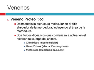 Venenos
 Veneno Proteolítico:
 Desmantela la estructura molecular en el sitio
alrededor de la mordedura, incluyendo el área de la
mordedura.
 Son fluidos digestivos que comienzan a actuar en el
exterior del cuerpo del animal.
 Citotóxicos (muerte celular)
 Hemotóxicos (afectación sanguínea)
 Miotóxicos (afectación muscular)
 