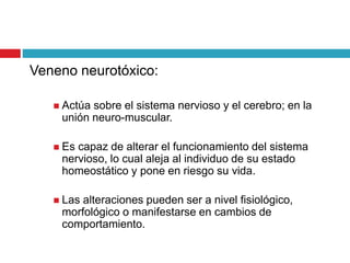 Veneno neurotóxico:
 Actúa sobre el sistema nervioso y el cerebro; en la
unión neuro-muscular.
 Es capaz de alterar el funcionamiento del sistema
nervioso, lo cual aleja al individuo de su estado
homeostático y pone en riesgo su vida.
 Las alteraciones pueden ser a nivel fisiológico,
morfológico o manifestarse en cambios de
comportamiento.
 