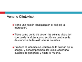 Veneno Citotóxico:
 Tiene una acción localizada en el sitio de la
mordedura
 Tiene como punto de acción las células vivas del
cuerpo de la víctima, y su acción se centra en la
destrucción de las estructuras de estas
 Produce la inflamación, cambio de la calidad de la
sangre, y descomposición del tejido, causando
cuadros de gangrena y hasta la muerte.
 