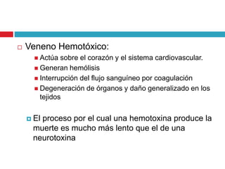 Veneno Hemotóxico:
 Actúa sobre el corazón y el sistema cardiovascular.
 Generan hemólisis
 Interrupción del flujo sanguíneo por coagulación
 Degeneración de órganos y daño generalizado en los
tejidos
 El proceso por el cual una hemotoxina produce la
muerte es mucho más lento que el de una
neurotoxina
 