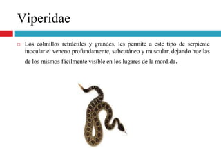 Viperidae
 Los colmillos retráctiles y grandes, les permite a este tipo de serpiente
inocular el veneno profundamente, subcutáneo y muscular, dejando huellas
de los mismos fácilmente visible en los lugares de la mordida.
 