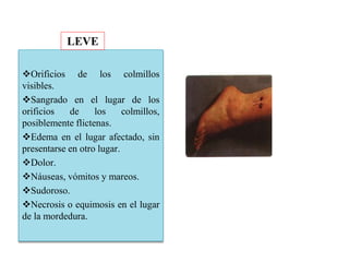 Orificios de los colmillos
visibles.
Sangrado en el lugar de los
orificios de los colmillos,
posiblemente flictenas.
Edema en el lugar afectado, sin
presentarse en otro lugar.
Dolor.
Náuseas, vómitos y mareos.
Sudoroso.
Necrosis o equimosis en el lugar
de la mordedura.
LEVE
 