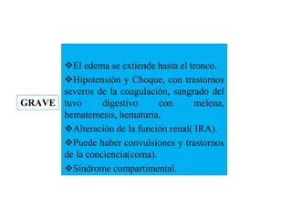 El edema se extiende hasta el tronco.
Hipotensión y Choque, con trastornos
severos de la coagulación, sangrado del
tuvo digestivo con melena,
hematemesis, hematuria.
Alteración de la función renal( IRA).
Puede haber convulsiones y trastornos
de la conciencia(coma).
Síndrome compartimental.
GRAVE
 