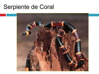 Serpiente de Coral
 