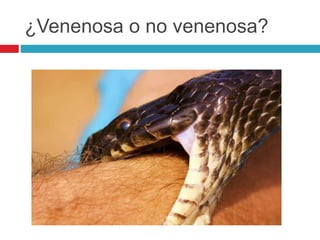 ¿Venenosa o no venenosa?
 