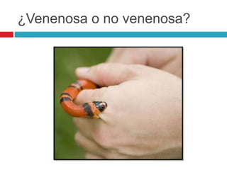 ¿Venenosa o no venenosa?
 