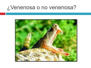 ¿Venenosa o no venenosa?
 