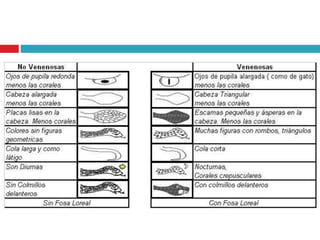 Mordedura de serpiente