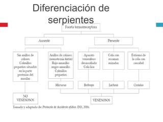 Diferenciación de
serpientes
 