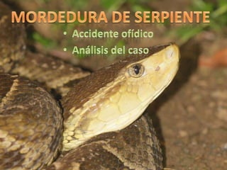 MORDEDURA DE SERPIENTE ,[object Object]