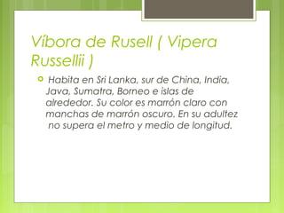 Vibira Rusell Mordedura de serpientes | PPT