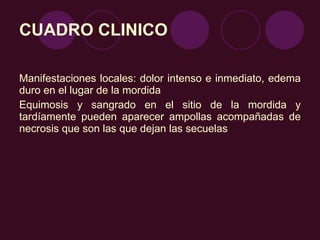 CUADRO CLINICO Manifestaciones locales: dolor intenso e inmediato, edema duro en el lugar de la mordida Equimosis y sangrado en el sitio de la mordida y tardíamente pueden aparecer ampollas acompañadas de necrosis que son las que dejan las secuelas 