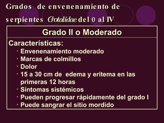 Grados  de envenenamiento de serpientes  Crotalidae  del 0 al IV Grado II o Moderado Características: Envenenamiento moderado Marcas de colmillos Dolor 15 a 30 cm de  edema y eritema en las primeras 12 horas Síntomas sistémicos Pueden progresar rápidamente del grado I Puede sangrar el sitio mordido 
