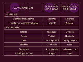   Huida   Ataque   Actitud que asumen   Unicolores o no   No unicolores   Coloración   Lisas   Carenadas   Escamas   Larga y delgada   Corta y gruesa   Cola Redonda Vertical   Pupila   Ovalada Triangular   Cabeza   SECUNDARIAS Ausente   Presente   Foseta Termorreceptora Loreal Ausentes Presentes   Colmillos Inoculadores    PRIMARIAS SERPIENTES NO VENENOSAS SERPIENTES VENENOSAS CARACTERISTICAS 