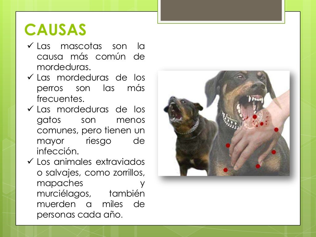 Mordeduras De Animales
