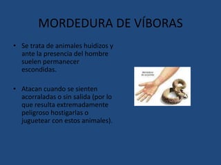 MORDEDURA DE VÍBORAS
• Después del ataque la huella del
mordisco la forma 2 pequeñas
heridas puntiformes de 2 mm y
separad...
