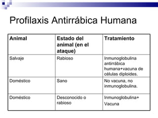 Profilaxis Antirrábica Humana Animal Estado del animal (en el ataque) Tratamiento Salvaje Rabioso Inmunoglobulina antirrábica humana+vacuna de células diploides. Doméstico Sano No vacuna, no inmunoglobulina. Doméstico Desconocido o rabioso Inmunoglobulina+  Vacuna  