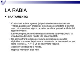 LA RABIA TRATAMIENTO: Control del animal agresor (el período de cuarentena es de 10días, pasados sin presentar síntomas se considera al animal sano; si presentara signos de debe sacrificar para el análisis del tejido nervioso). La inmunoglobulina de administrará de una sola vez (20u/k, la mitad alrededor de la herida y la otra mitad IM). Se administrará 5 dosis de vacuna antirrábica de células diploides humanas, la primera el mismo día de la mordedura y el resto los días 3, 7, 14 y 28 de la primera vacuna. Apósito y vendaje de la herida. Reposo y revisión a las 48h. 