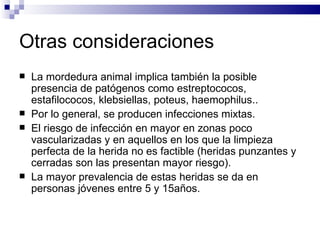 Otras consideraciones La mordedura animal implica también la posible presencia de patógenos como estreptococos, estafilococos, klebsiellas, poteus, haemophilus.. Por lo general, se producen infecciones mixtas. El riesgo de infección en mayor en zonas poco vascularizadas y en aquellos en los que la limpieza perfecta de la herida no es factible (heridas punzantes y cerradas son las presentan mayor riesgo). La mayor prevalencia de estas heridas se da en personas jóvenes entre 5 y 15años. 
