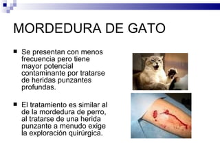 MORDEDURA DE GATO Se presentan con menos frecuencia pero tiene mayor potencial contaminante por tratarse de heridas punzantes profundas. El tratamiento es similar al de la mordedura de perro, al tratarse de una herida punzante a menudo exige la exploración quirúrgica. 