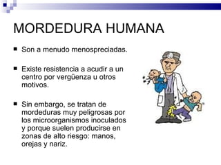 MORDEDURA HUMANA Son a menudo menospreciadas. Existe resistencia a acudir a un centro por vergüenza u otros motivos. Sin embargo, se tratan de mordeduras muy peligrosas por los microorganismos inoculados y porque suelen producirse en zonas de alto riesgo: manos, orejas y nariz. 