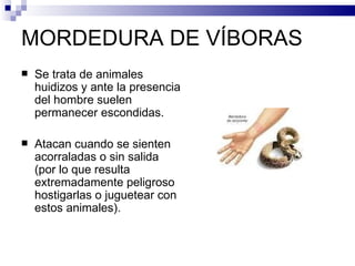 MORDEDURA DE VÍBORAS Se trata de animales huidizos y ante la presencia del hombre suelen permanecer escondidas. Atacan cuando se sienten acorraladas o sin salida (por lo que resulta extremadamente peligroso hostigarlas o juguetear con estos animales). 