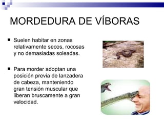 MORDEDURA DE VÍBORAS Suelen habitar en zonas relativamente secos, rocosas y no demasiadas soleadas. Para morder adoptan una posición previa de lanzadera de cabeza, manteniendo gran tensión muscular que liberan bruscamente a gran velocidad. 