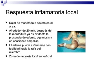 Respuesta inflamatoria local Dolor de moderado a severo en el área. Alrededor de 20 min. después de la mordedura ya es evidente la presencia de edema, equimosis y en ocasiones ampollas.  El edema puede extenderse con facilidad hacia la raíz del miembro. Zona de necrosis local superficial. 