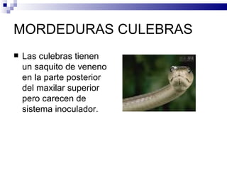 MORDEDURAS CULEBRAS Las culebras tienen un saquito de veneno en la parte posterior del maxilar superior pero carecen de sistema inoculador. 