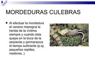 MORDEDURAS CULEBRAS Al efectuar la mordedura el veneno impregna la herida de la víctima siempre y cuando ésta quepa en la boca de la serpiente y permanezca el tiempo suficiente (p.ej. pequeños reptiles, roedores..) 