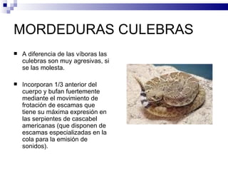 MORDEDURAS CULEBRAS A diferencia de las víboras las culebras son muy agresivas, si se las molesta. Incorporan 1/3 anterior del cuerpo y bufan fuertemente mediante el movimiento de frotación de escamas que tiene su máxima expresión en las serpientes de cascabel americanas (que disponen de escamas especializadas en la cola para la emisión de sonidos). 