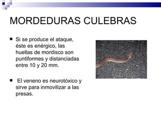 MORDEDURAS CULEBRAS Si se produce el ataque, éste es enérgico, las huellas de mordisco son puntiformes y distanciadas entre 10 y 20 mm. El veneno es neurotóxico y sirve para inmovilizar a las presas. 