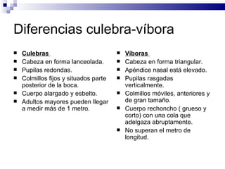 Diferencias culebra-víbora Culebras   Cabeza en forma lanceolada. Pupilas redondas. Colmillos fijos y situados parte posterior de la boca. Cuerpo alargado y esbelto. Adultos mayores pueden llegar a medir más de 1 metro. Víboras  Cabeza en forma triangular. Apéndice nasal está elevado. Pupilas rasgadas verticalmente. Colmillos móviles, anteriores y de gran tamaño. Cuerpo rechoncho ( grueso y corto) con una cola que adelgaza abruptamente. No superan el metro de longitud. 