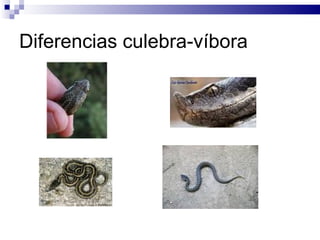Diferencias culebra-víbora 