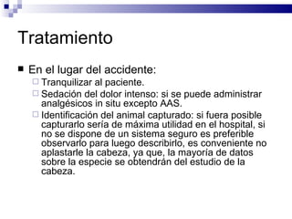 Tratamiento En el lugar del accidente: Tranquilizar al paciente. Sedación del dolor intenso: si se puede administrar analgésicos in situ excepto AAS. Identificación del animal capturado: si fuera posible capturarlo sería de máxima utilidad en el hospital, si no se dispone de un sistema seguro es preferible observarlo para luego describirlo, es conveniente no aplastarle la cabeza, ya que, la mayoría de datos sobre la especie se obtendrán del estudio de la cabeza. 