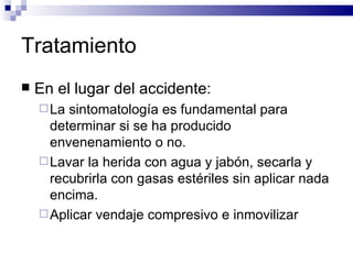 Tratamiento En el lugar del accidente: La sintomatología es fundamental para determinar si se ha producido envenenamiento o no. Lavar la herida con agua y jabón, secarla y recubrirla con gasas estériles sin aplicar nada encima. Aplicar vendaje compresivo e inmovilizar 